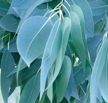 Eucalyptus Organic Essential Oil Blue Mallee 2